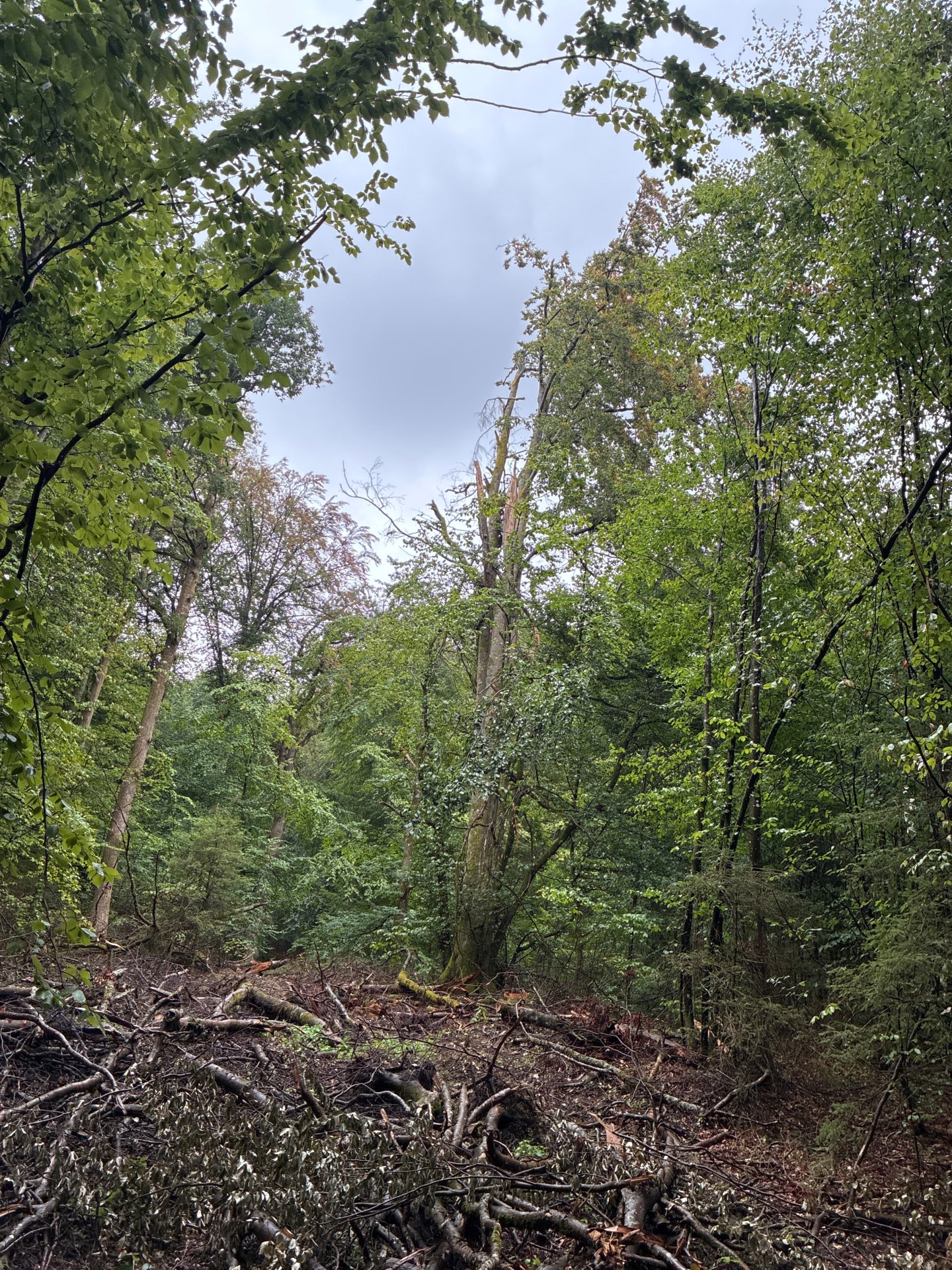 Abgebrochene Buche im Wald