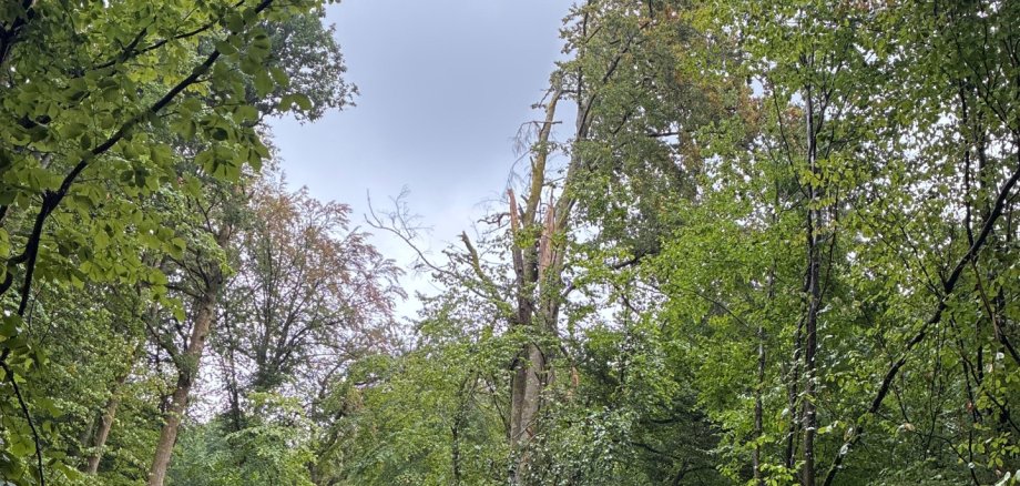 Abgebrochene Buche Abgebrochene Buche im Wald
