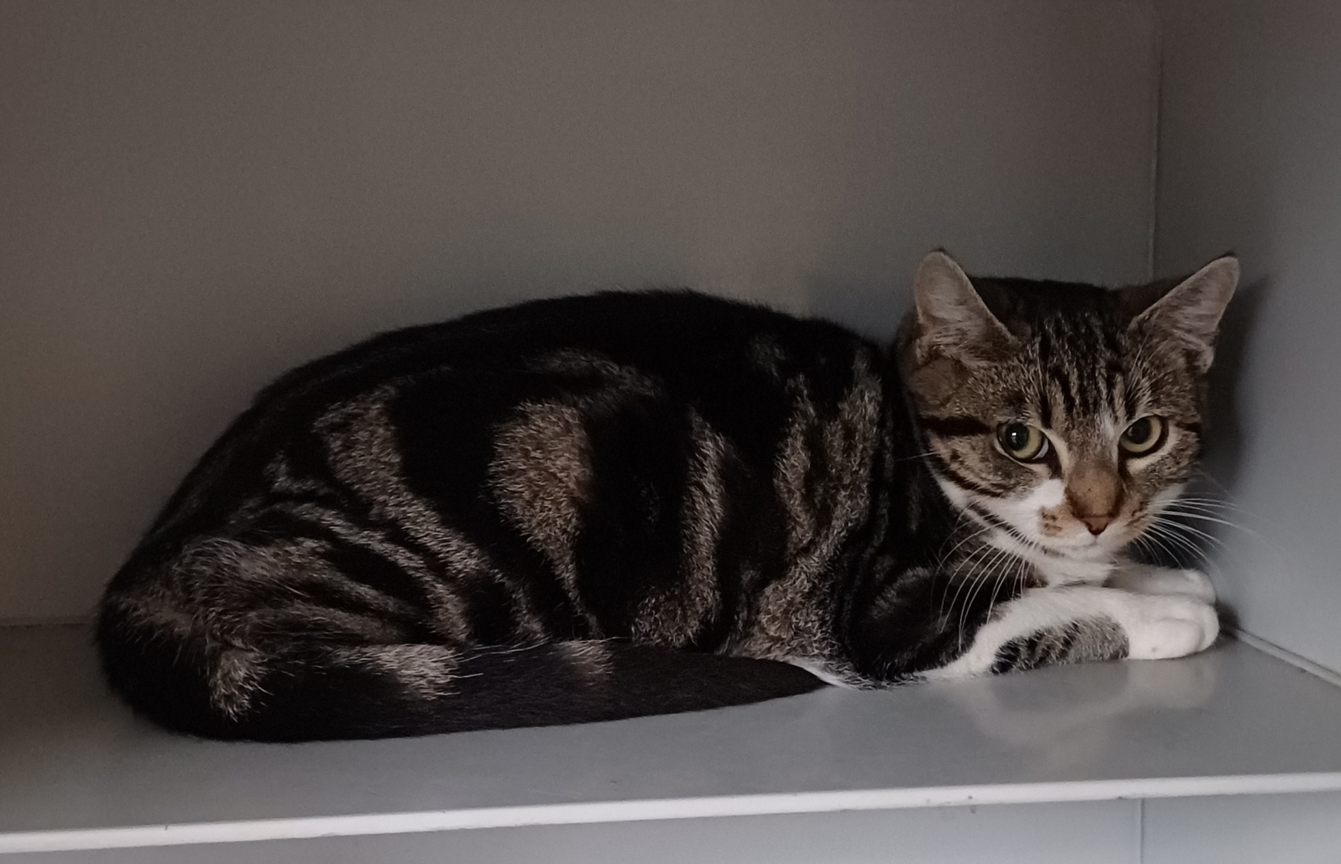 Katze (Europäisch Kurzhaar)