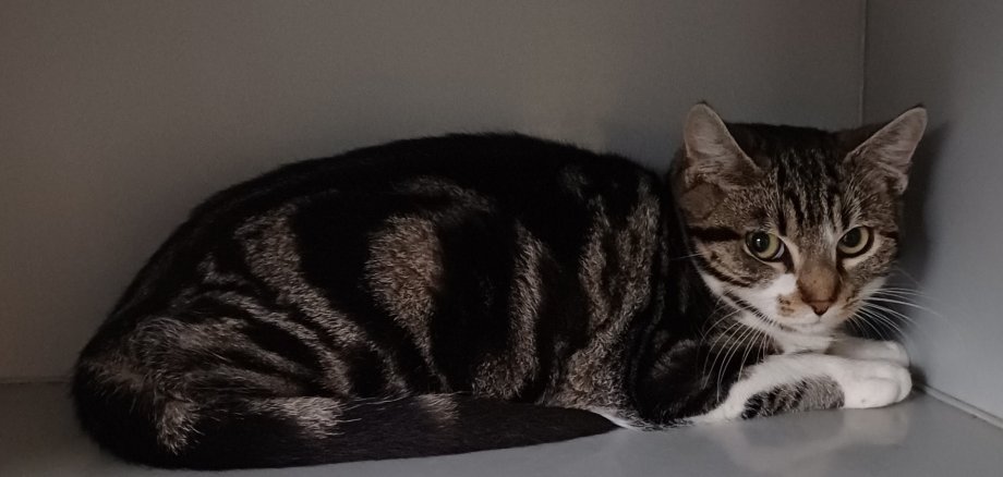 Katze (Europäisch Kurzhaar)