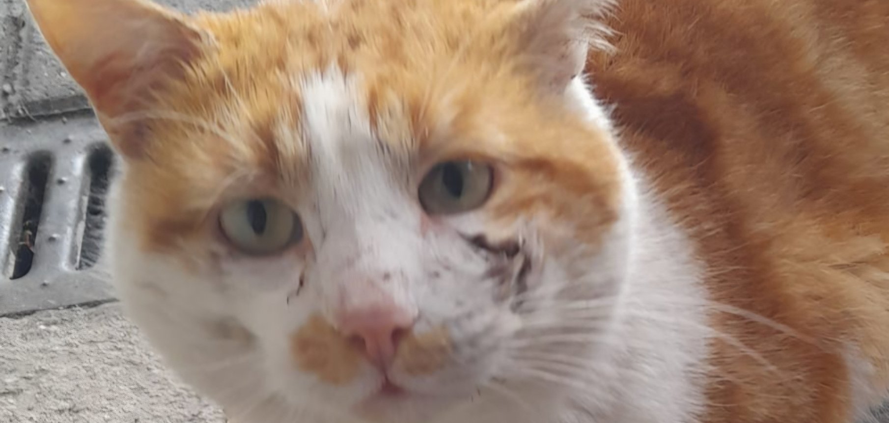 Am Kopf verletzte Katze mit orange/weißem Fell