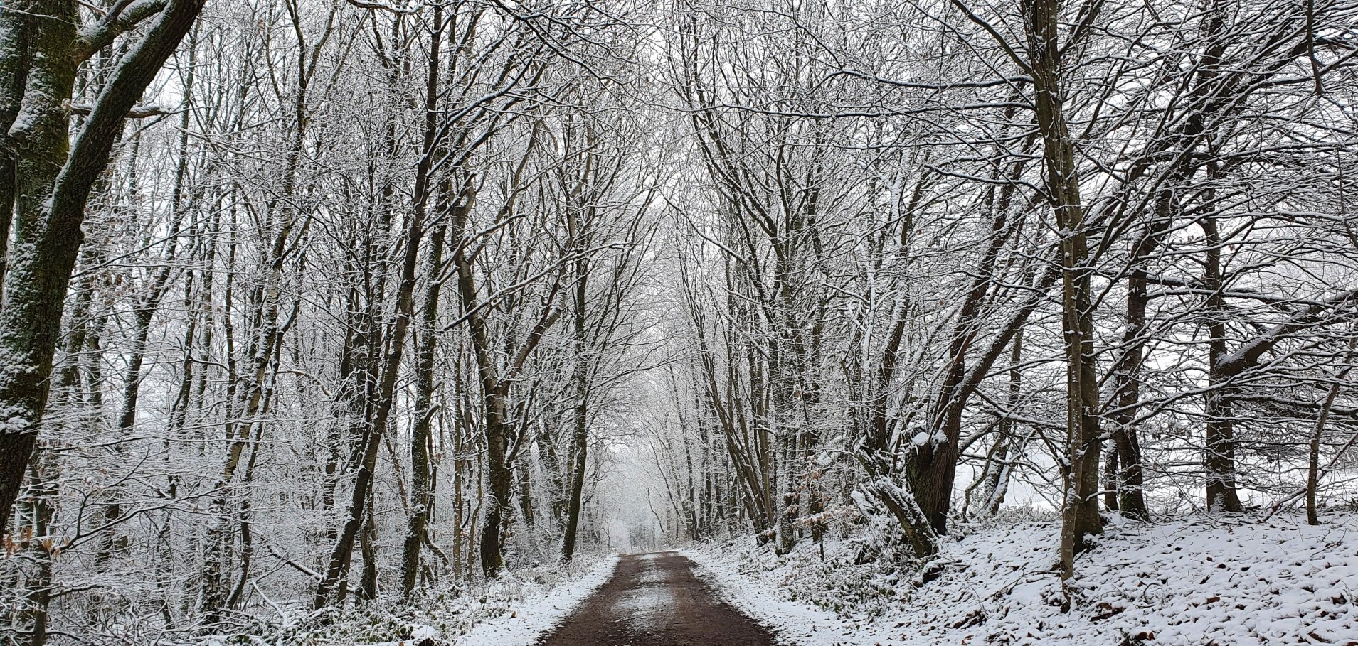 Winterlandschaft, verschneiter Wald