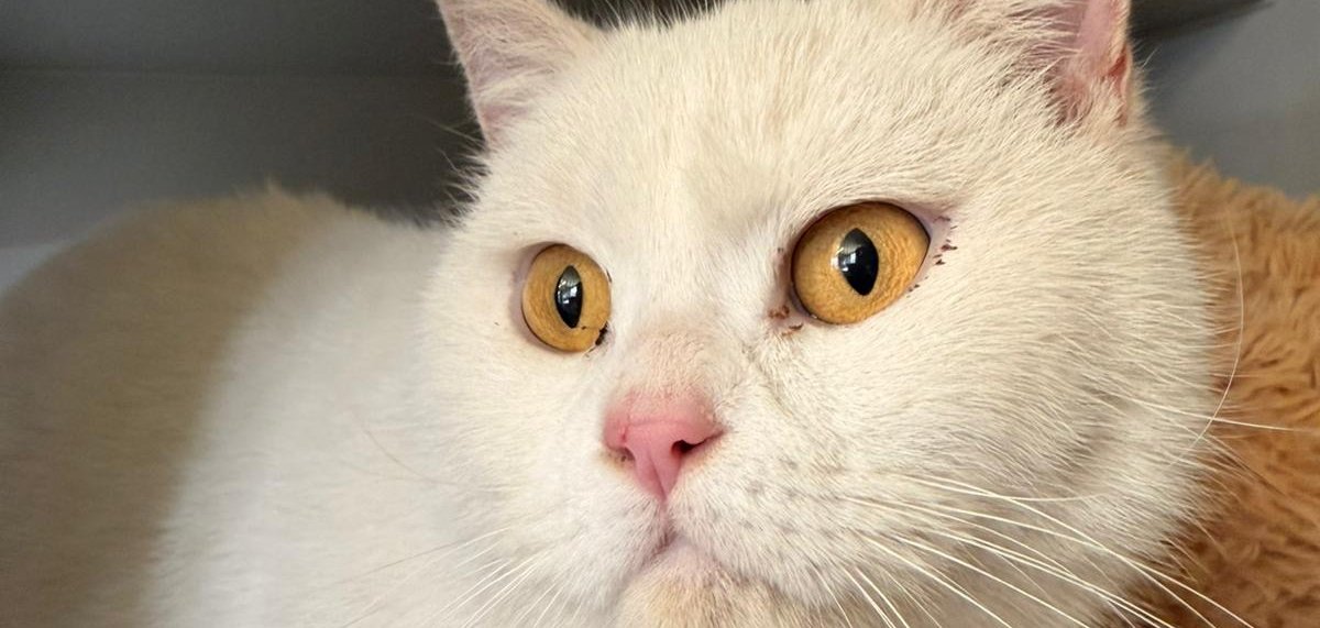 Weiße Katze mit orangenen Augen