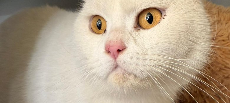 Weiße Katze mit orangenen Augen