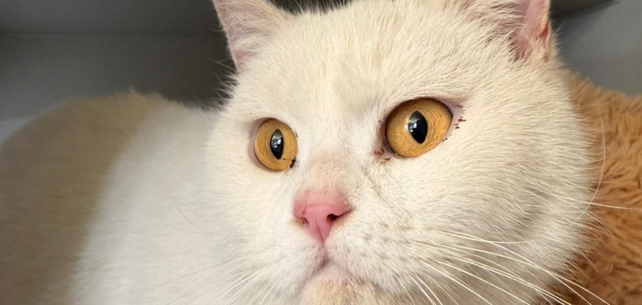 Weiße Katze mit orangenen Augen