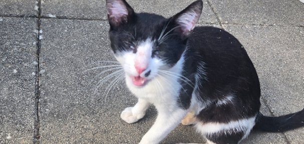 schwarz-weiße Katze