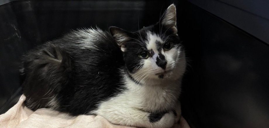 Katze schwarz-weiß