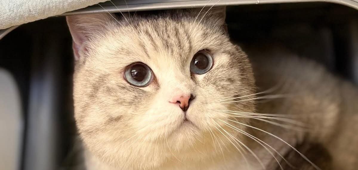 grau-weiße Katze mit blauen Augen