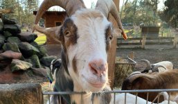 Ziege guckt über einen Zaun